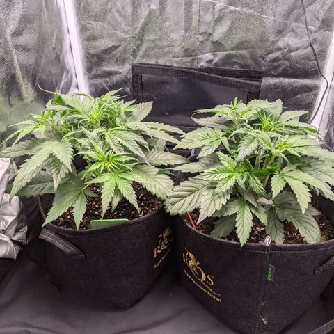 Fat Banana Automatic growlog timeline photo