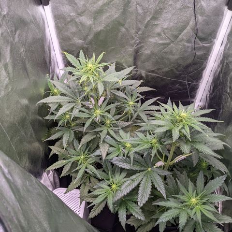 Fat Banana Automatic growlog timeline photo
