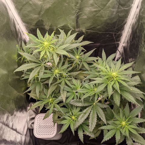 Fat Banana Automatic growlog timeline photo