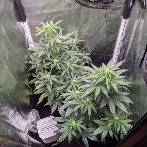 Fat Banana Automatic growlog timeline photo