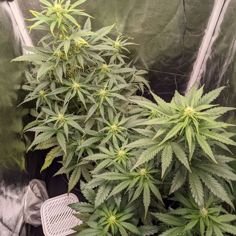 Fat Banana Automatic growlog timeline photo