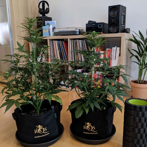Fat Banana Automatic growlog timeline photo