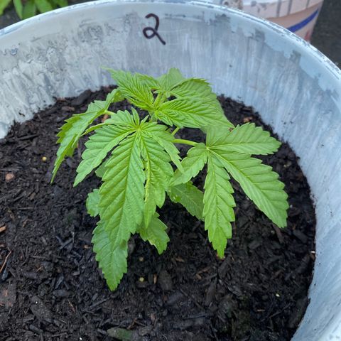 Unknown strain growlog timeline photo