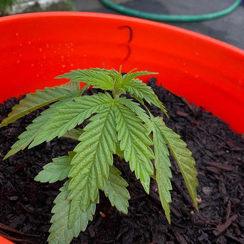 Unknown strain growlog timeline photo