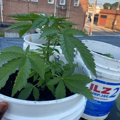 Unknown strain growlog timeline photo