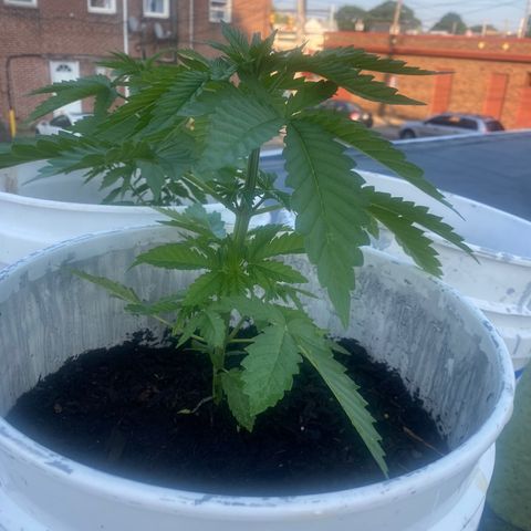 Unknown strain growlog timeline photo