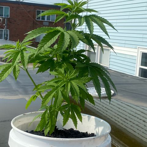 Unknown strain growlog timeline photo