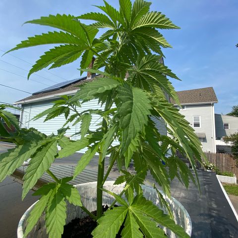 Unknown strain growlog timeline photo