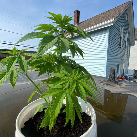 Unknown strain growlog timeline photo