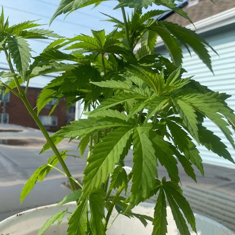 Unknown strain growlog timeline photo
