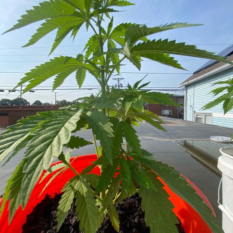 Unknown strain growlog timeline photo