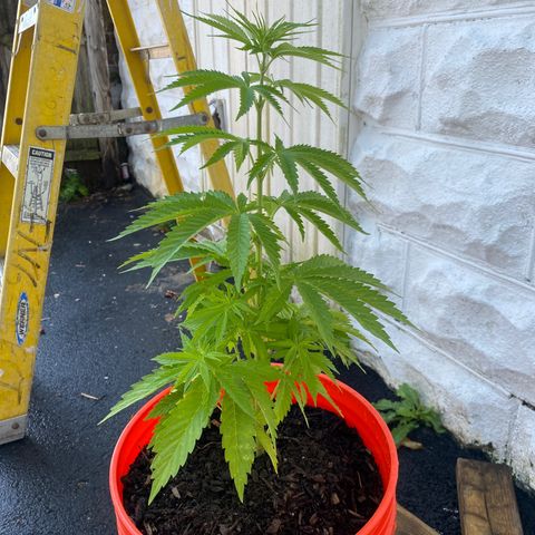 Unknown strain growlog timeline photo