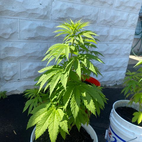 Unknown strain growlog timeline photo