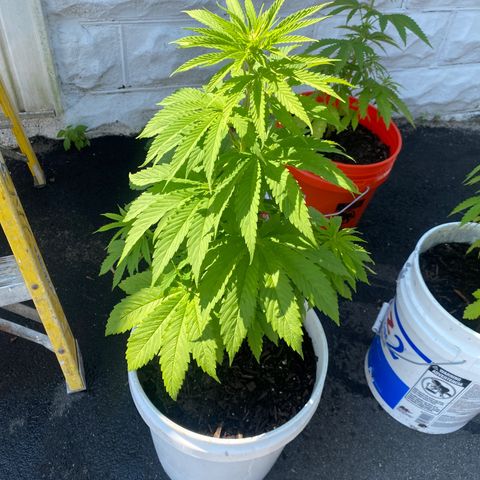 Unknown strain growlog timeline photo
