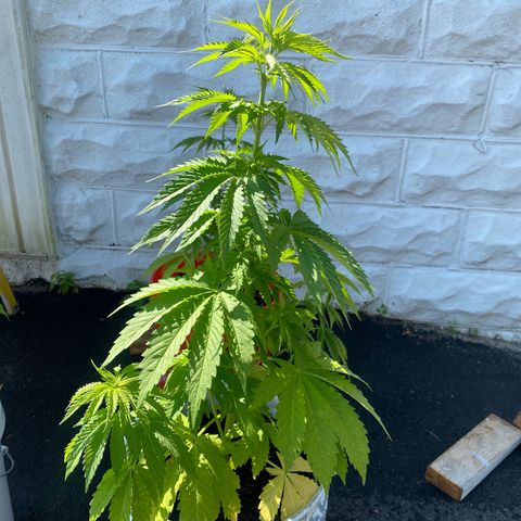 Unknown strain growlog timeline photo
