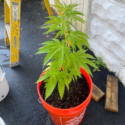 Unknown strain growlog timeline photo