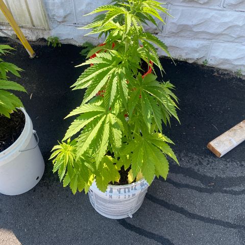 Unknown strain growlog timeline photo