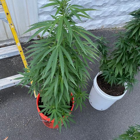 Unknown strain growlog photo: New at this but not sure if I should do a heavy trim at this point. Still don’t have much flowers on the plant right now. 