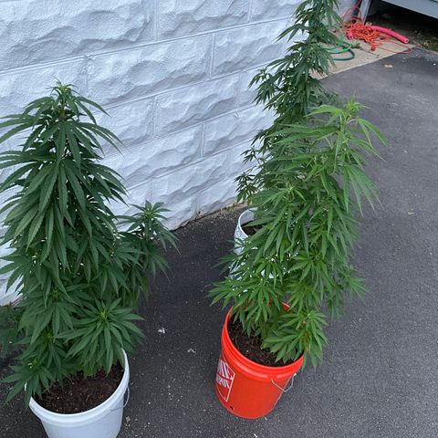 Unknown strain growlog photo: New at this but not sure if I should do a heavy trim at this point. Still don’t have much flowers on the plant right now. 