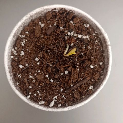 Salome #1 growlog photo: Transplante #1