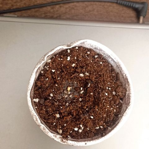 Valentina #1 growlog photo: Transplante #1