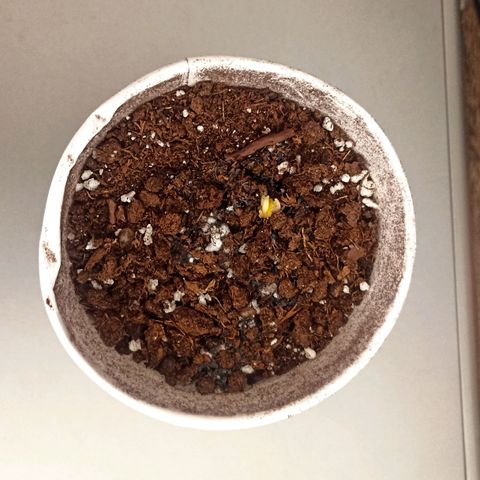 Lalis #2 growlog photo: Transplante #1