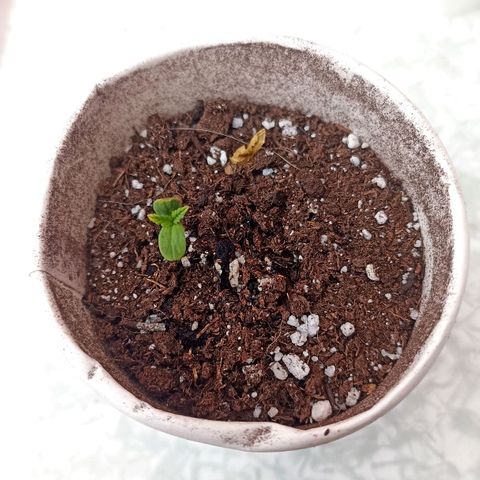 Lalis #2 growlog timeline photo