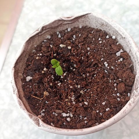 Valentina #1 growlog timeline photo