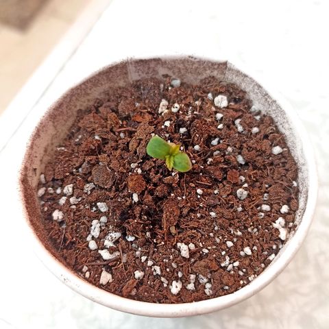 Salome #1 growlog timeline photo