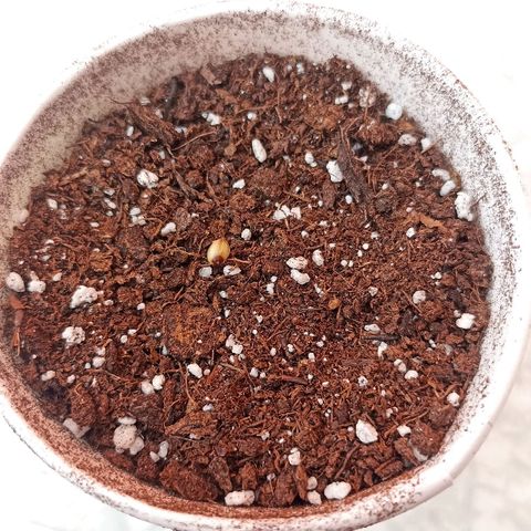 Money #2 growlog timeline photo