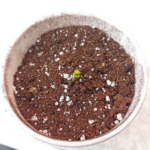 Felicidad#1 growlog timeline photo