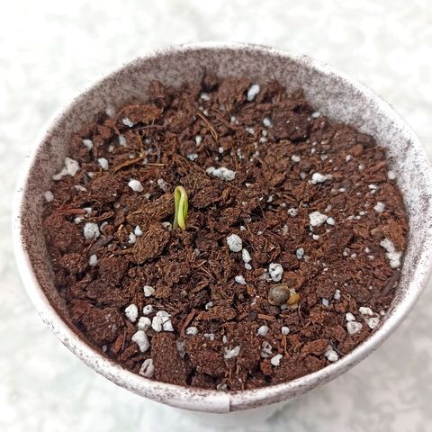 Pricila #1 growlog timeline photo