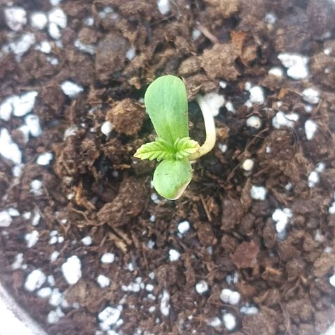 Salome #1 growlog timeline photo