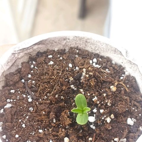 Valentina #1 growlog timeline photo