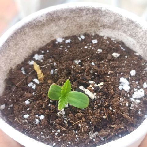 Lalis #2 growlog timeline photo