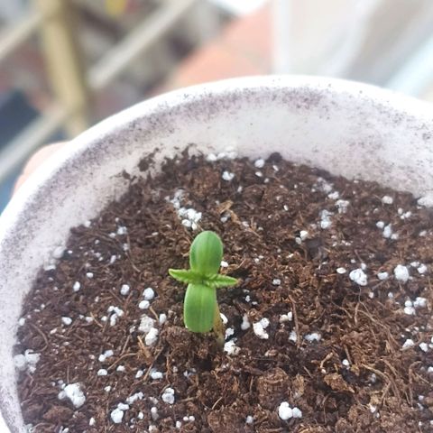 Felicidad#1 growlog timeline photo