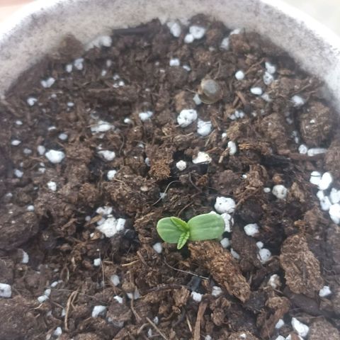Pricila #1 growlog timeline photo