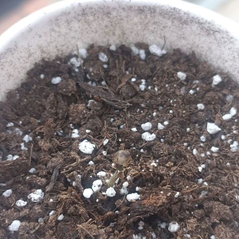 Money #2 growlog timeline photo