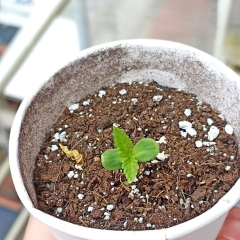 Lalis #2 growlog timeline photo