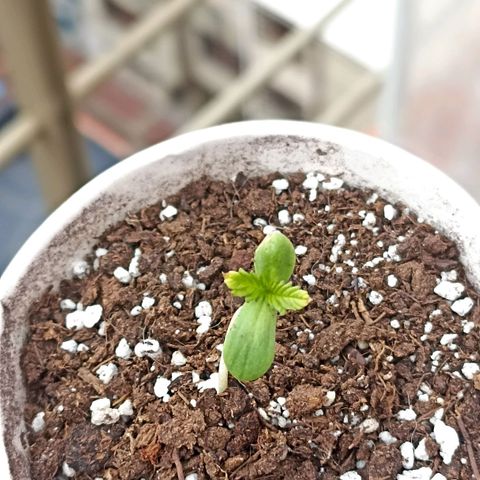 Salome #1 growlog timeline photo