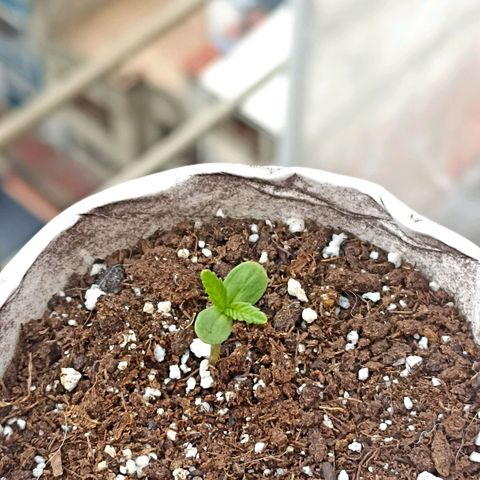 Valentina #1 growlog timeline photo