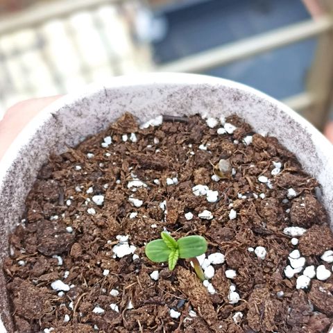 Pricila #1 growlog timeline photo