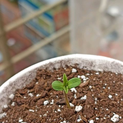 Felicidad#1 growlog timeline photo