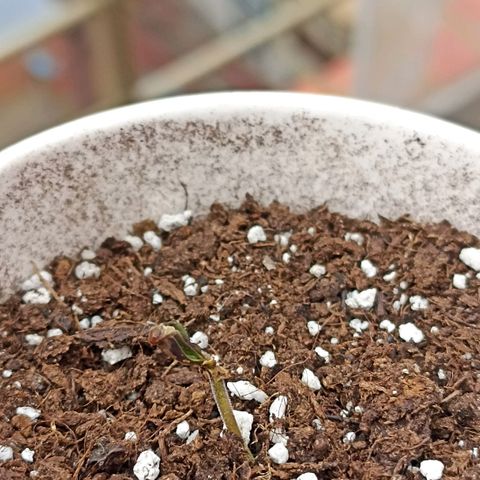 Money #2 growlog timeline photo