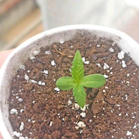 Felicidad#1 growlog timeline photo