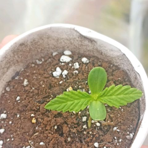 Lalis #2 growlog timeline photo