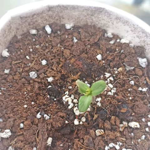 Money #2 growlog photo: Tiene 3 cotiledones