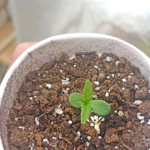 Pricila #1 growlog timeline photo