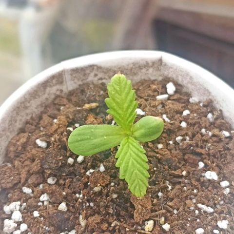 Salome #1 growlog timeline photo
