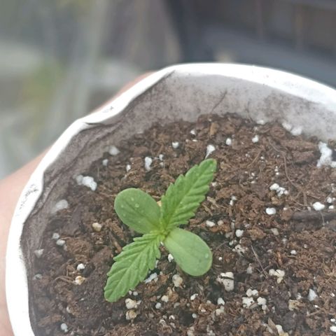 Valentina #1 growlog timeline photo